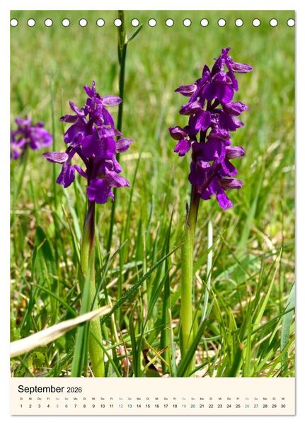 Produktbild: Einheimische Orchideen (Tischkalender 2026 DIN A5 hoch), CALVENDO Monatskalender