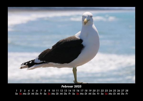 Produktbild: M&ouml;wen 2025 Fotokalender DIN A3