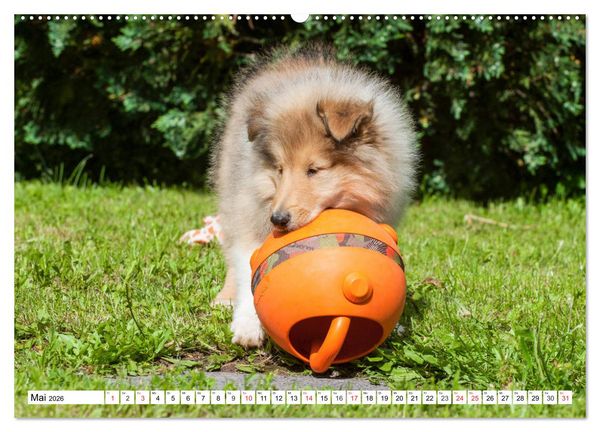 Produktbild: Colliewelpen - kleine Collies erobern die Welt (hochwertiger Premium Wandkalender 2026 DIN A2 quer), Kunstdruck in Hochglanz