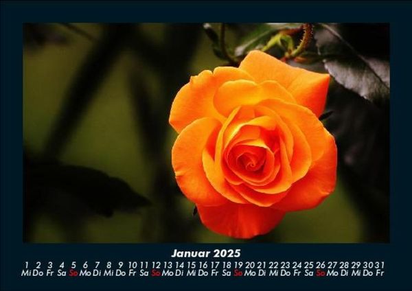 Produktbild: Blumen & Pflanzen 2025 Fotokalender DIN A5