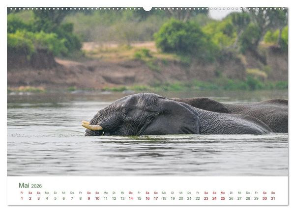 Produktbild: Tierwelten UGANDA (Wandkalender 2026 DIN A2 quer), CALVENDO Monatskalender