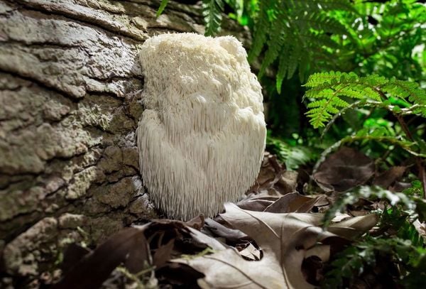 Produktbild: FANTASTISCHE PILZE - Die magische Welt zu unseren F&uuml;&szlig;en