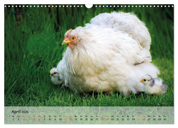 Produktbild: H&uuml;hner im Garten (Wandkalender 2026 DIN A3 quer), CALVENDO Monatskalender