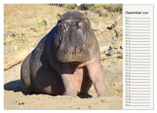 Produktbild: Hippos - Begegnungen in Afrika (hochwertiger Premium Wandkalender 2026 DIN A2 quer), Kunstdruck in Hochglanz