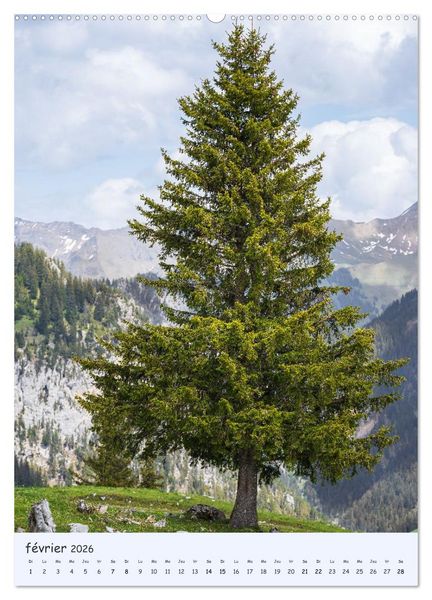 Produktbild: Arbres solitaires (Calendrier mural 2026 DIN A2 horizontal) calendrier de bureau