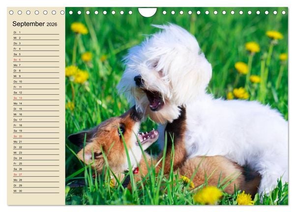 Produktbild: Beste Freunde. Bezaubernde Tierfreundschaften (Wandkalender 2026 DIN A4 quer), CALVENDO Monatskalender
