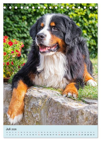 Produktbild: Berner Sennenhund - stark , sch&ouml;n und liebenswert (Tischkalender 2026 DIN A5 hoch), CALVENDO Monatskalender