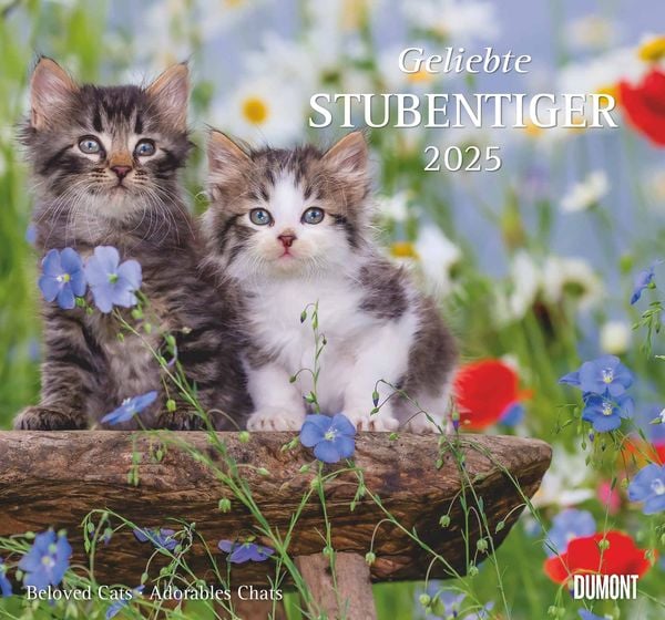 DUMONT - Geliebte Stubentiger 2025 Wandkalender, 38x35,5cm, Kalender mit niedlichen Katzen-Motiven und den wichtigsten F