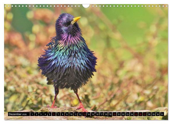 Produktbild: Der Star (Wandkalender 2026 DIN A3 quer), CALVENDO Monatskalender