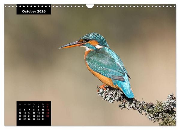 Produktbild: Beautiful birds THE KINGFISHER (Wall Calendar 2026 DIN A3 landscape), CALVENDO 12 Month Wall Calendar