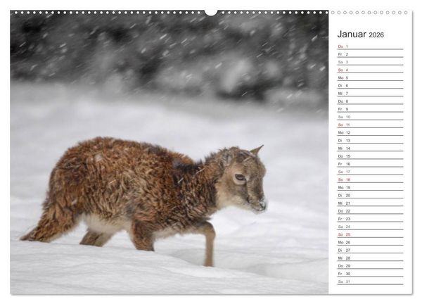 Produktbild: Emotionale Momente: Muffelwild. (hochwertiger Premium Wandkalender 2026 DIN A2 quer), Kunstdruck in Hochglanz