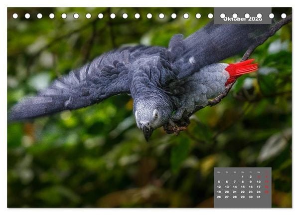 Produktbild: Papageien - Frech, sch&ouml;n und schlau (Tischkalender 2026 DIN A5 quer), CALVENDO Monatskalender