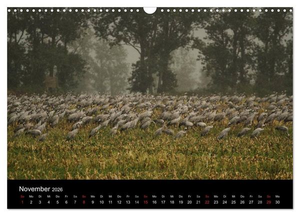 Produktbild: Kraniche (Wandkalender 2026 DIN A3 quer), CALVENDO Monatskalender