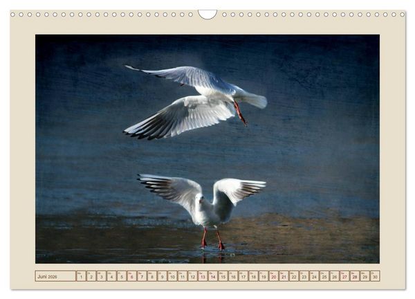 Produktbild: V&ouml;gel am Chemnitzer Schlossteich (Wandkalender 2026 DIN A3 quer), CALVENDO Monatskalender