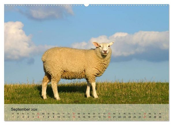 Produktbild: Schafe z&auml;hlen leicht gemacht! (Wandkalender 2026 DIN A2 quer), CALVENDO Monatskalender