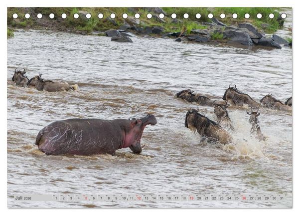 Produktbild: Emotionale Momente: Nilpferde hautnah (Tischkalender 2026 DIN A5 quer), CALVENDO Monatskalender