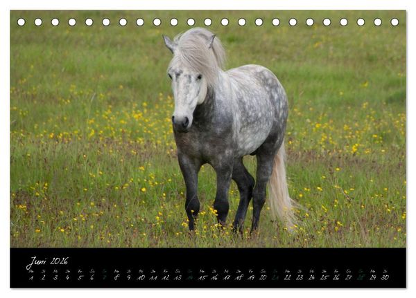 Produktbild: Charakterk&ouml;pfe Islandpferde (Tischkalender 2026 DIN A5 quer), CALVENDO Monatskalender
