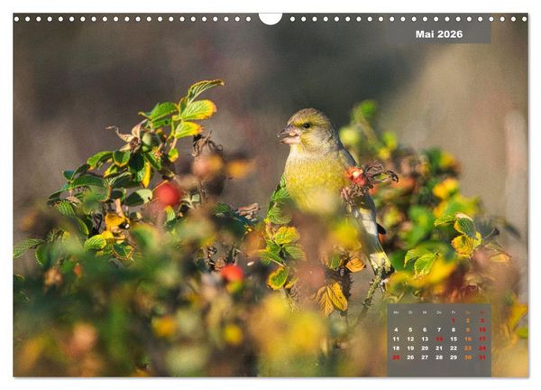 Produktbild: SINGV&Ouml;GEL - Die pr&auml;chtigen S&auml;nger in sch&ouml;nem Ambiente (Wandkalender 2026 DIN A3 quer), CALVENDO Monatskalender