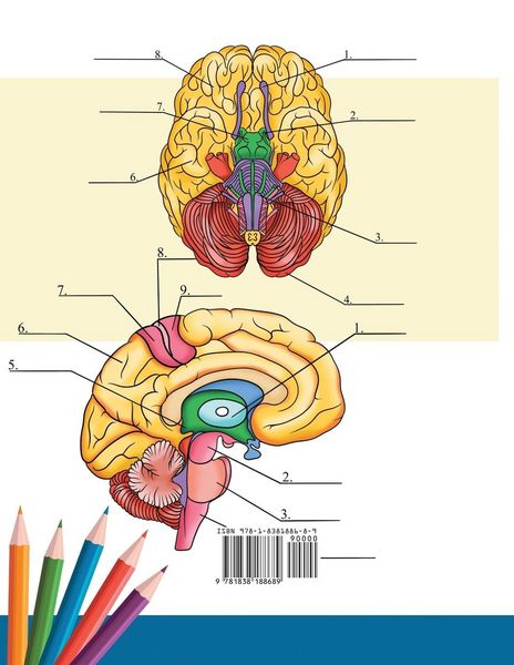 Produktbild: Neuroanatomie Malbuch