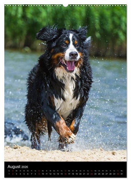 Produktbild: Faszination Berner Sennenhund (hochwertiger Premium Wandkalender 2026 DIN A2 hoch), Kunstdruck in Hochglanz