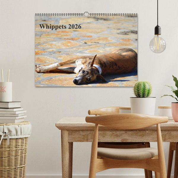 Produktbild: Whippet 2026 (Wandkalender 2026 DIN A3 quer), CALVENDO Monatskalender