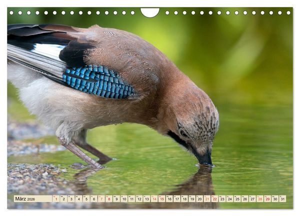 Produktbild: Unsere Vogelvielfalt: Ein Schatz zum Entdecken und Sch&uuml;tzen (Wandkalender 2026 DIN A4 quer), CALVENDO Monatskalender