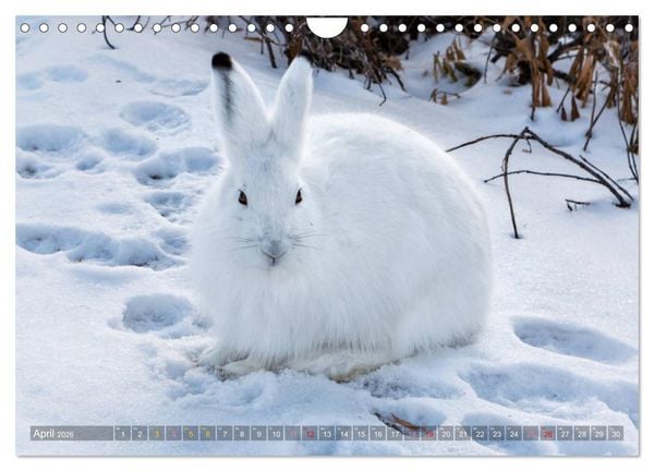 Produktbild: AN DER HUDSON BAY (Wandkalender 2026 DIN A4 quer), CALVENDO Monatskalender