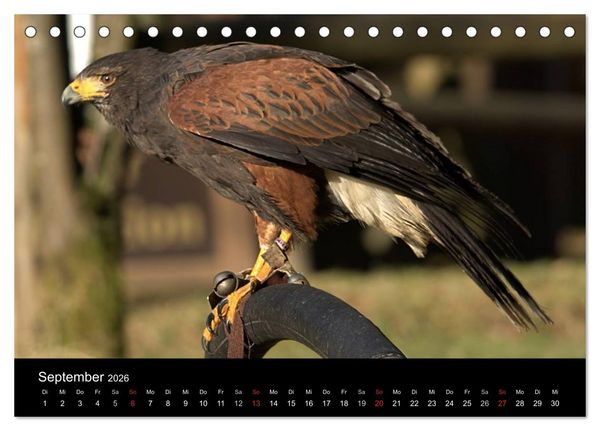 Produktbild: Greifv&ouml;gel (Tischkalender 2026 DIN A5 quer), CALVENDO Monatskalender