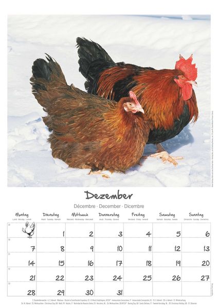 Produktbild: Hühner Kalender im Format 29,7 x 42