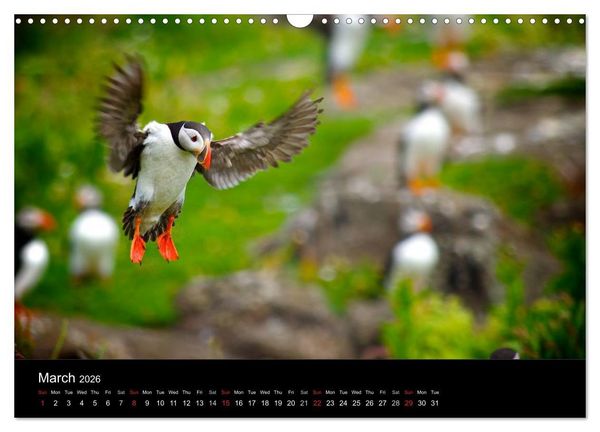 Produktbild: ATLANTIC PUFFINS OF SCOTLAND (Wall Calendar 2026 DIN A3 landscape), CALVENDO 12 Month Wall Calendar