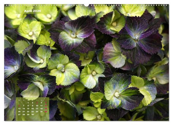 Produktbild: Himmlische Hortensien (Wandkalender 2026 DIN A2 quer), CALVENDO Monatskalender