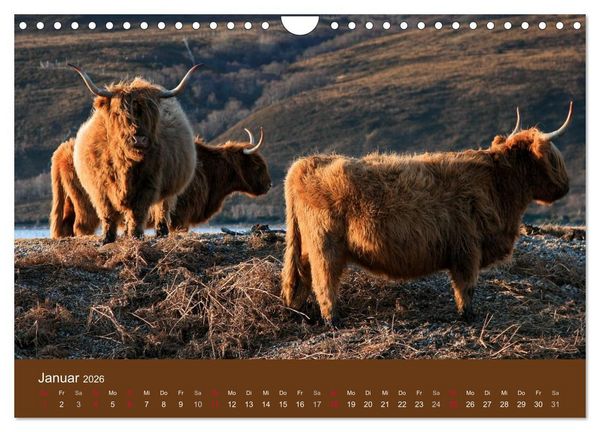 Produktbild: Schottische Hochlandrinder - Highland Cattle (Wandkalender 2026 DIN A4 quer), CALVENDO Monatskalender
