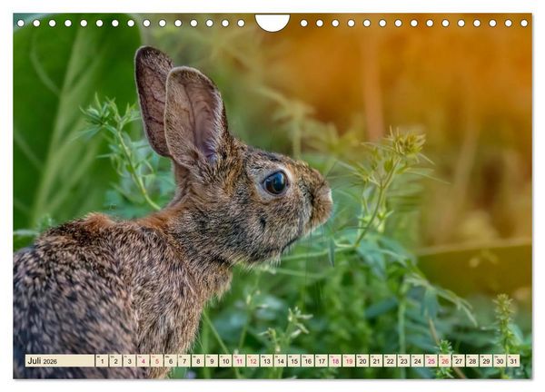 Produktbild: Feldhasen und Kaninchen (Wandkalender 2026 DIN A4 quer), CALVENDO Monatskalender