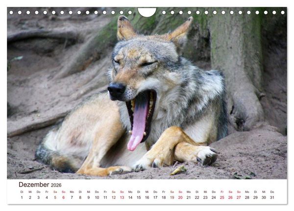 Produktbild: W&ouml;lfe 2026. Tierische Impressionen (Wandkalender 2026 DIN A4 quer), CALVENDO Monatskalender