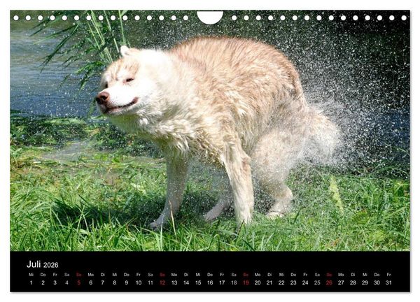 Produktbild: Sibirische Huskys aus Deutschland (Wandkalender 2026 DIN A4 quer), CALVENDO Monatskalender