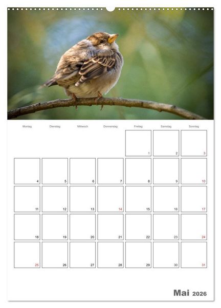 Produktbild: V&ouml;gel im heimischen Garten (hochwertiger Premium Wandkalender 2026 DIN A2 hoch), Kunstdruck in Hochglanz