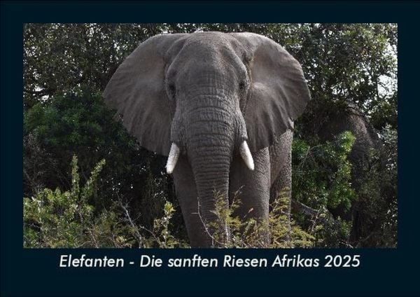 Produktbild: Elefanten - Die sanften Riesen Afrikas 2025 Fotokalender DIN A5