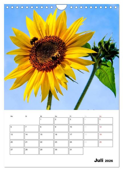 Produktbild: Strahlende Sonnenblumen (Wandkalender 2026 DIN A4 hoch), CALVENDO Monatskalender