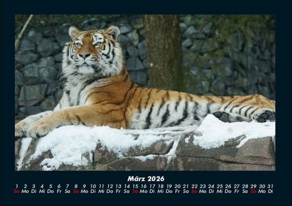 Produktbild: Tiger 2026 Fotokalender DIN A4
