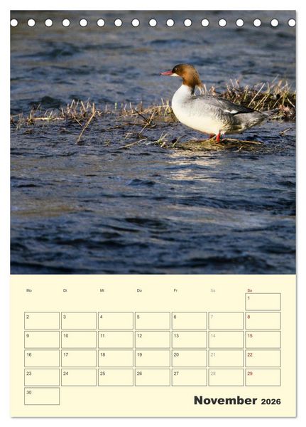 Produktbild: Vogelwelt an der Sieg (Tischkalender 2026 DIN A5 hoch), CALVENDO Monatskalender