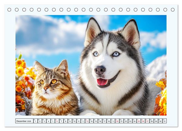 Produktbild: Siberian Husky. Kraftvolle Hunde voller Lebenslust und Energie (Tischkalender 2026 DIN A5 quer), CALVENDO Monatskalender