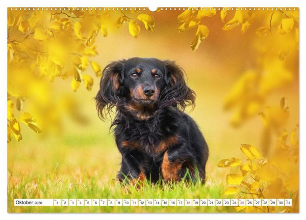 Produktbild: Dackeltr&auml;umereien - Kleine Helden auf 4 Pfoten (hochwertiger Premium Wandkalender 2026 DIN A2 quer), Kunstdruck in Hochglanz