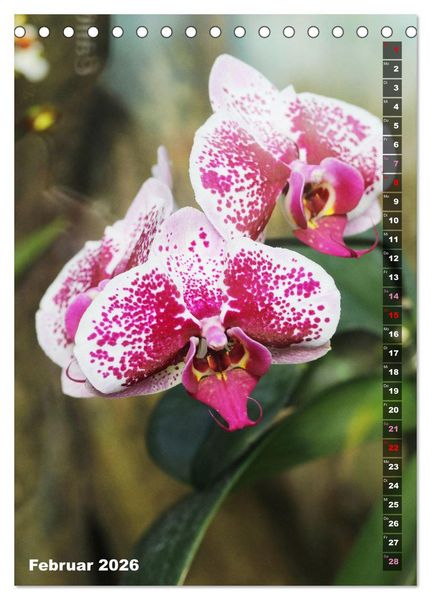 Produktbild: Phalaenopsis - Sch&ouml;ne Schmetterlingsorchideen (Tischkalender 2026 DIN A5 hoch), CALVENDO Monatskalender