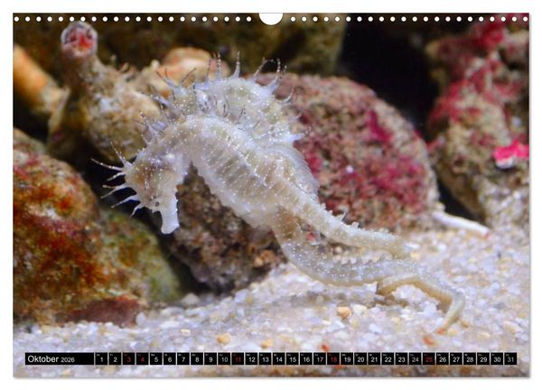 Produktbild: Fische und Meerestiere (Wandkalender 2026 DIN A3 quer), CALVENDO Monatskalender