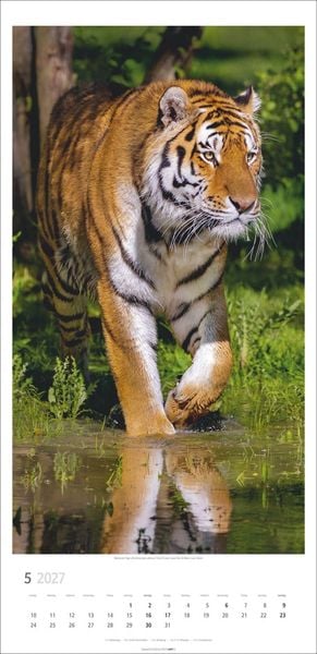 Produktbild: Big Cats Kalender 2027