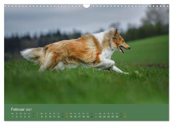 Produktbild: Der Collie der beste Hund der Welt (Wandkalender 2027 DIN A3 quer), CALVENDO Monatskalender