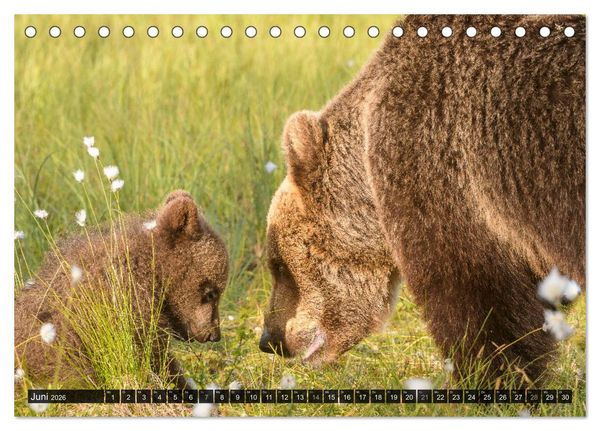 Produktbild: Braunb&auml;ren in Europa (Tischkalender 2026 DIN A5 quer), CALVENDO Monatskalender