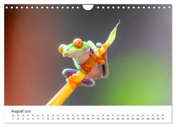 Produktbild: Fr&ouml;sche - Die wundersch&ouml;ne Welt der bunten H&uuml;pfer. (Wandkalender 2026 DIN A4 quer), CALVENDO Monatskalender