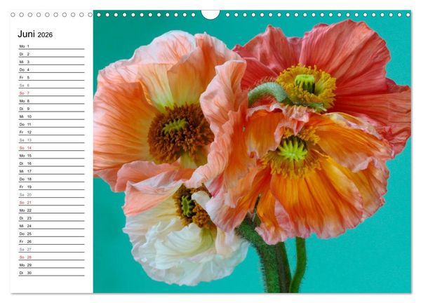 Produktbild: Mohn im Portr&auml;t (Wandkalender 2026 DIN A3 quer), CALVENDO Monatskalender