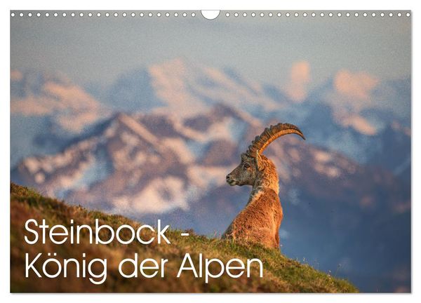 Steinbock - König der Alpen (Wandkalender 2025 DIN A3 quer), CALVENDO Monatskalender